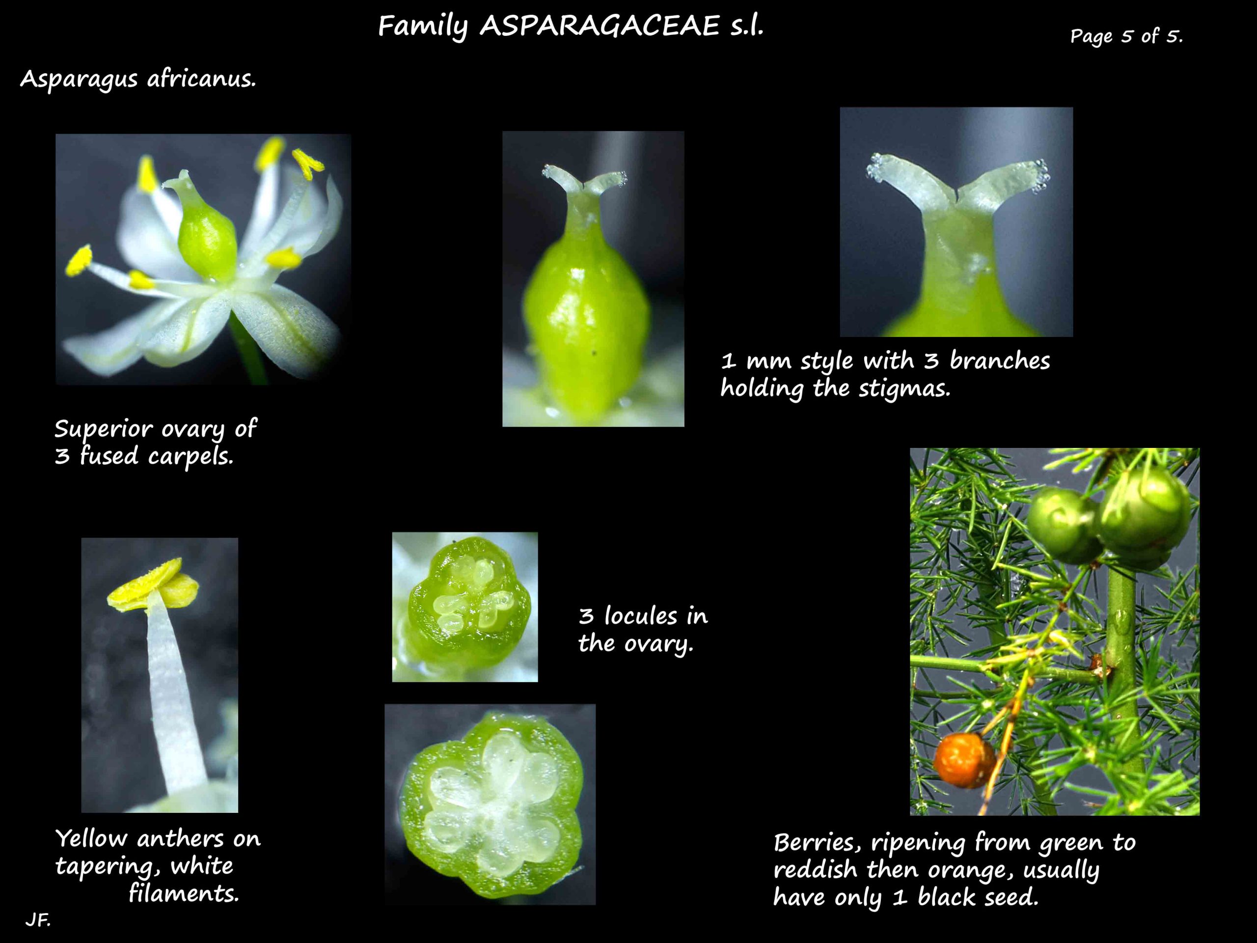 5 Asparagus africanus carpels & fruit